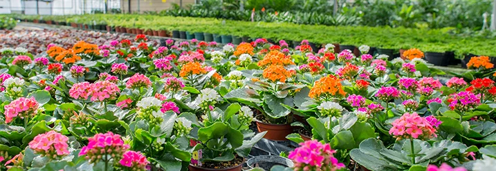 Bunte Blumen in einem Gewächshaus